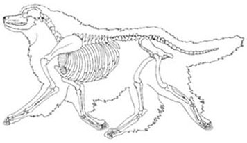 Dog Skeleton