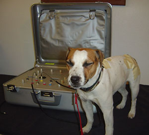 Sweet Pea receiving treatment